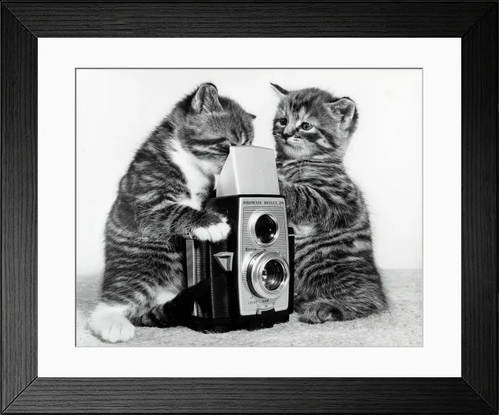 Framed Print : Two Tabby Kittens play with a Kodak Brownie Reflex 20 camera Framed Print : Two Tabby Kittens play with a Kodak Brownie Reflex 20 camera