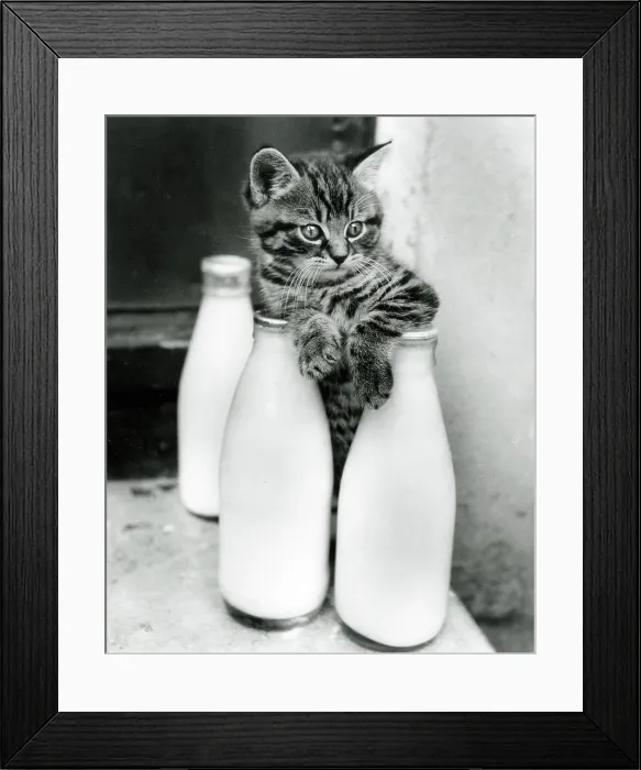 Framed Print : A Kitten trying to escape from a three milk bottle sandwich Framed Print : A Kitten trying to escape from a three milk bottle sandwich