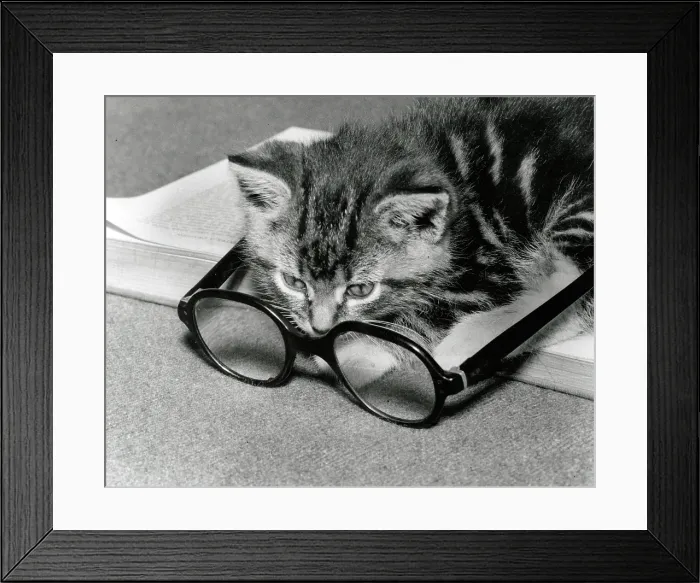 Framed Print : Kitten sitting on a book peers through a pair of spectacles Framed Print : Kitten sitting on a book peers through a pair of spectacles