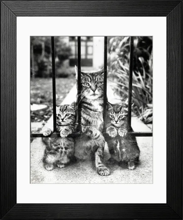 Framed Print : Tabby cat and two kittens wait patiently by a garden gate Framed Print : Tabby cat and two kittens wait patiently by a garden gate