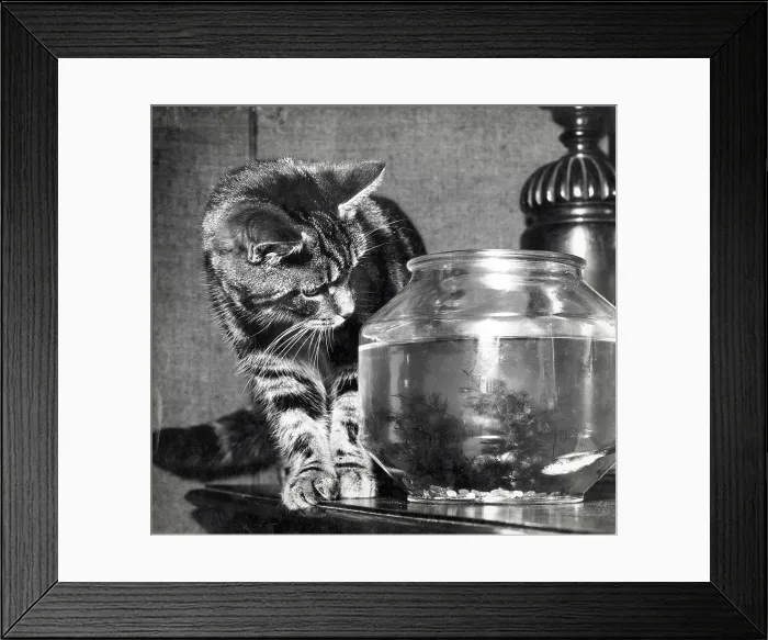 Framed Print : A tabby cat eyes up a fish in a fishbowl with interest Framed Print : A tabby cat eyes up a fish in a fishbowl with interest