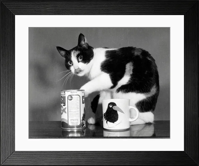 Framed Print : A black and white cat checking the cat food Framed Print : A black and white cat checking the cat food