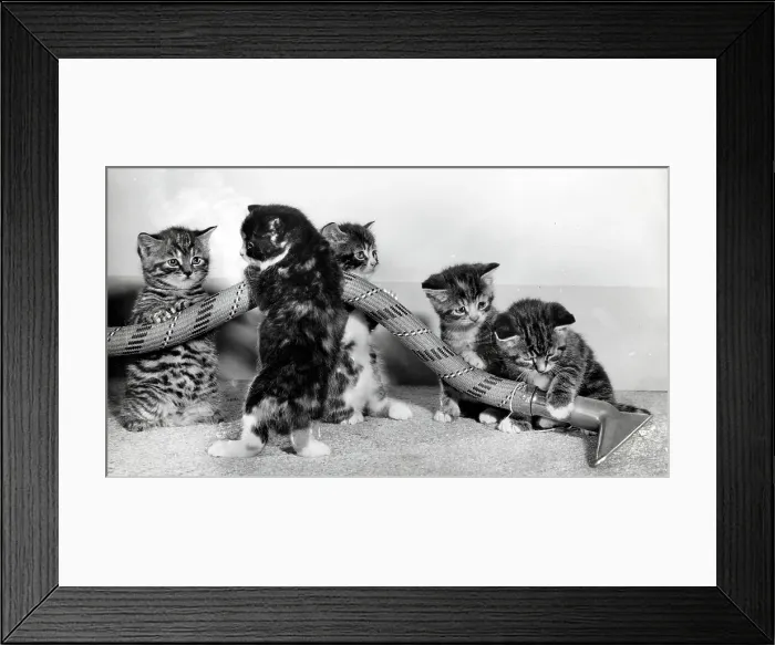 Framed Print : Five kittens helping with the hoovering Framed Print : Five kittens helping with the hoovering
