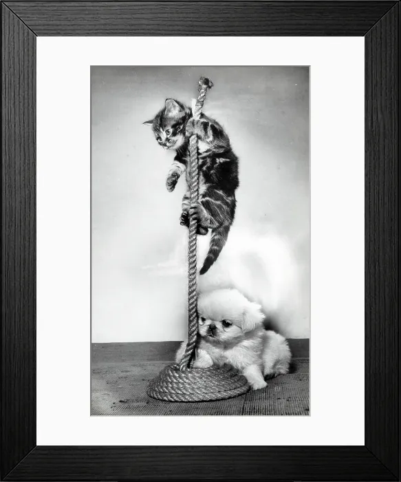 Framed Print : A Kitten and a puppy attempting the Indian Rope Trick