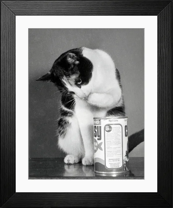 Framed Print : A black and white cat checking the cat food Framed Print : A black and white cat checking the cat food