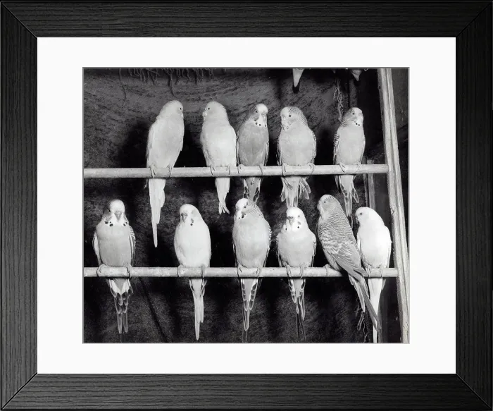 Framed Print : Eleven Budgerigars on two perches Framed Print : Eleven Budgerigars on two perches