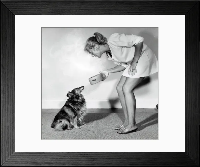 Framed Print : Young woman delivering food to her pet rough collie Framed Print : Young woman delivering food to her pet rough collie