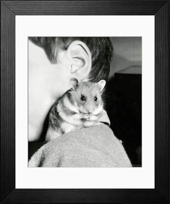 Framed Print : A young boy with his cute pet hamster on his shoulder Framed Print : A young boy with his cute pet hamster on his shoulder