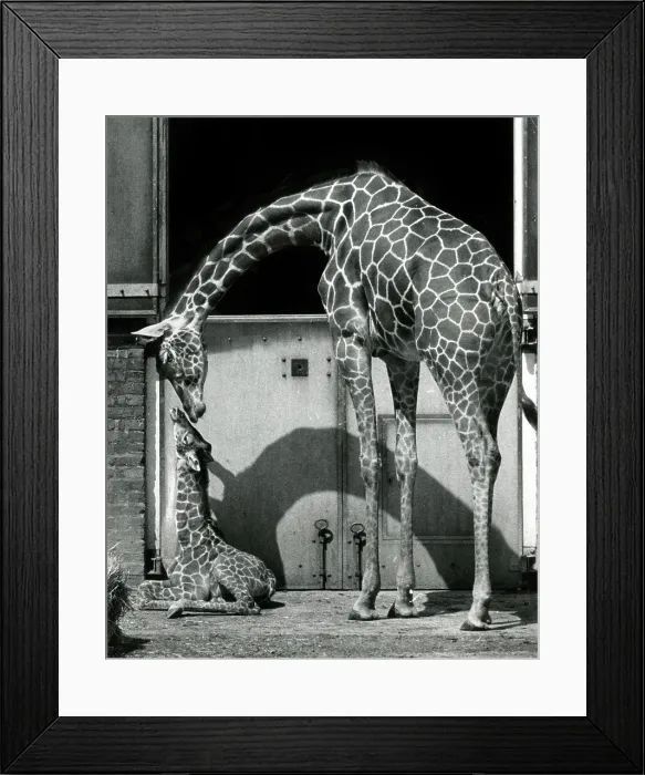 Framed Print : Mother and young giraffe at ZSL London Zoo Framed Print : Mother and young giraffe at ZSL London Zoo