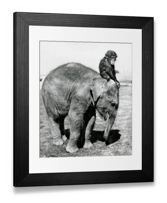 Framed Print : A young Circus elephant with a chimpnazee along for the ride Framed Print : A young Circus elephant with a chimpnazee along for the ride