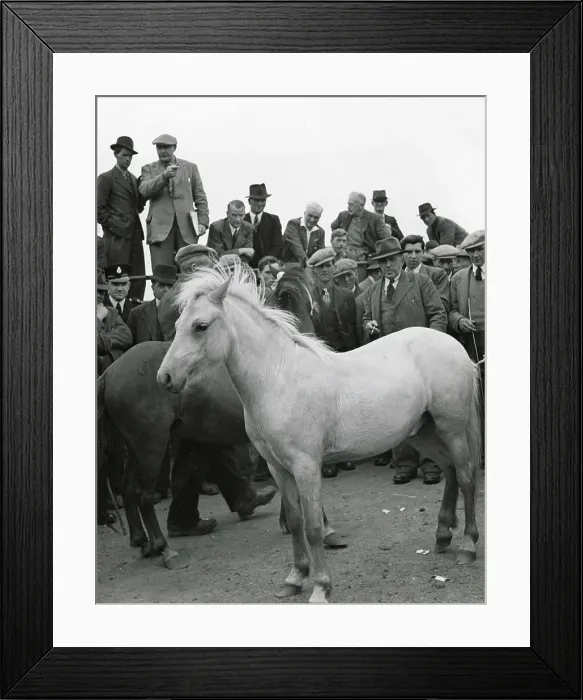 Framed Print : Men inspecting horses at an auction at Sennybridge, Brecon, Wales. Date: 1930s Framed Print : Men inspecting horses at an auction at Sennybridge, Brecon, Wales. Date: 1930s