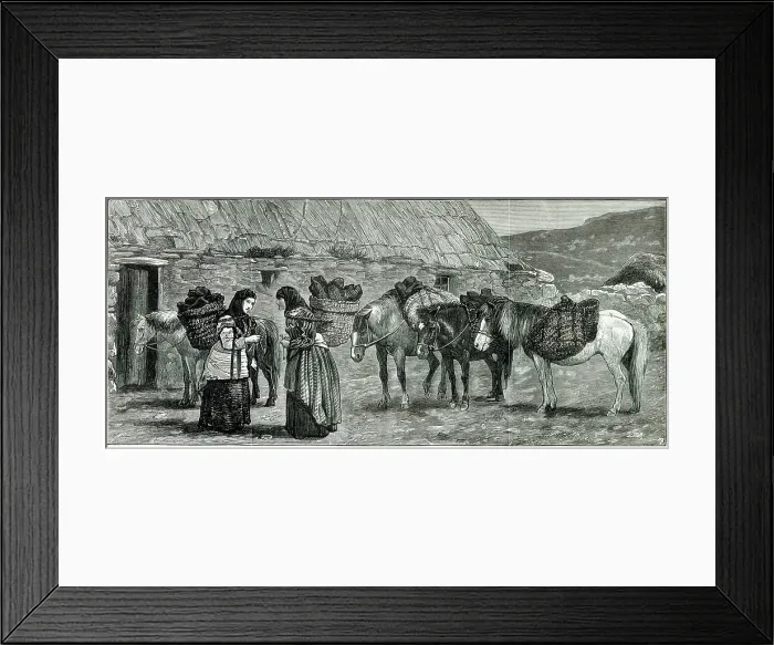 Framed Print : Working shetland ponies in the Shetland Islands, Scotland. Date: 1882 Framed Print : Working shetland ponies in the Shetland Islands, Scotland. Date: 1882