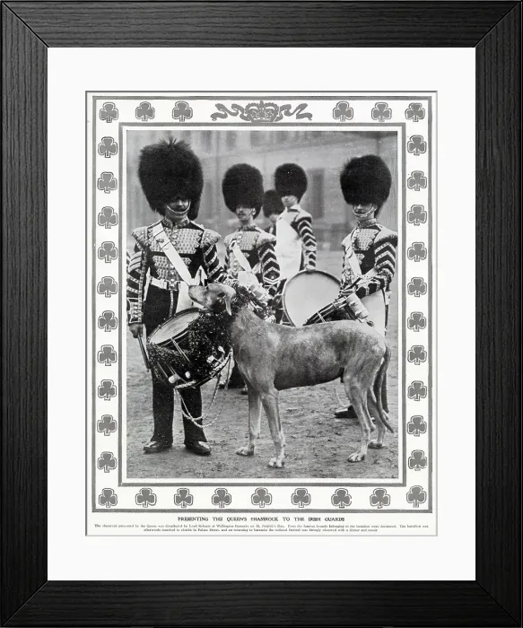 Framed Print : Presenting the Queen's shamrock to the Irish Guards, by Lord Roberts at Wellington Barracks on St. Patrick's Day. The wolfhound belonging to the battalion were decorated Framed Print : Presenting the Queen's shamrock to the Irish Guards, by Lord Roberts at Wellington Barracks on St. Patrick's Day. The wolfhound belonging to the battalion were decorated