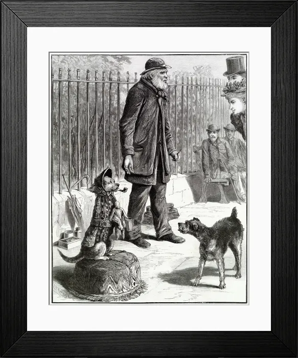 Framed Print : A dog standing on its hind legs dressed up as a human, begging for money from amused passers-by. Date: 1895 Framed Print : A dog standing on its hind legs dressed up as a human, begging for money from amused passers-by. Date: 1895