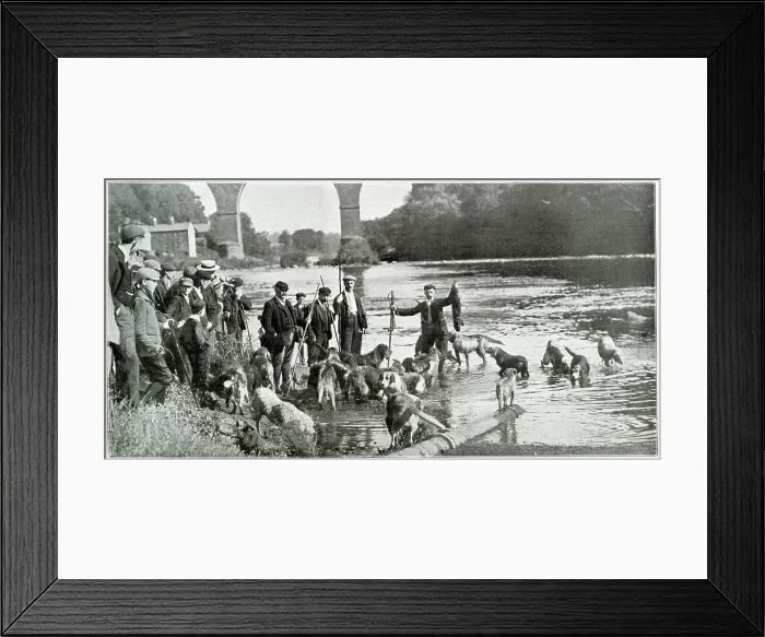 Framed Print : Carlisle otter hunt, the kill. Date: 1901 Framed Print : Carlisle otter hunt, the kill. Date: 1901