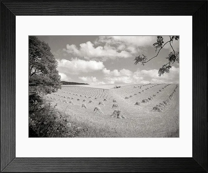Framed Print : Wide angle photos of farmland Yorkshire with small haystacks Date: 1947 - 1948 Framed Print : Wide angle photos of farmland Yorkshire with small haystacks Date: 1947 - 1948