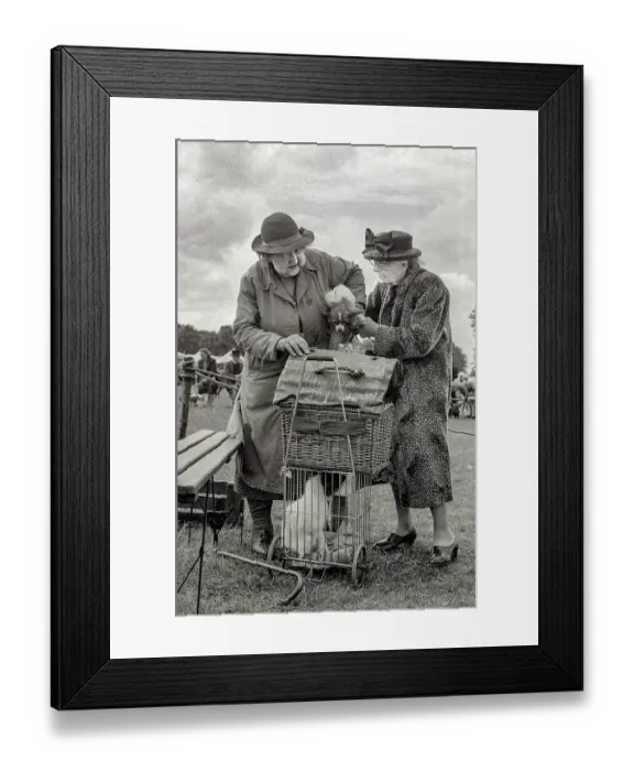 Framed Print : Well-dressed elderly pair of women gently handling their dogs into hamper or cage at a dog show in northern England Framed Print : Well-dressed elderly pair of women gently handling their dogs into hamper or cage at a dog show in northern England