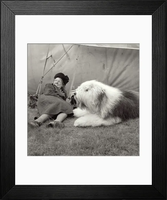 Framed Print : Elderly lady in hat and coat taking a break at dog show in northern England with her dog. Both on ground Framed Print : Elderly lady in hat and coat taking a break at dog show in northern England with her dog. Both on ground