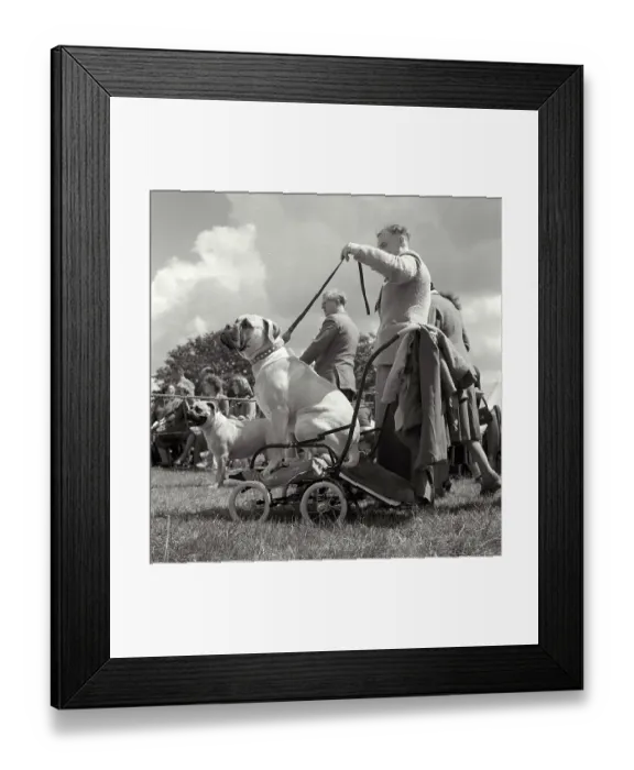Framed Print : Man proudly showing his dog at show, attached with leash. Located outside - name on banner and competitor numbers is Carta Carna Date: early 1950s Framed Print : Man proudly showing his dog at show, attached with leash. Located outside - name on banner and competitor numbers is Carta Carna Date: early 1950s