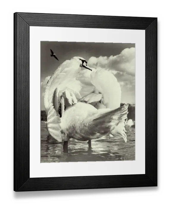 Framed Print : Swan on Kensington Round Pond Framed Print : Swan on Kensington Round Pond