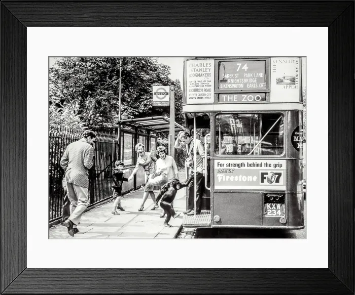 Framed Print : Chimpanzee boarding London bus Framed Print : Chimpanzee boarding London bus
