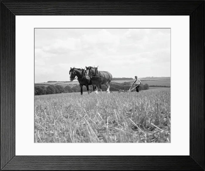 Framed Print : Ploughing with a team of Shire horses Framed Print : Ploughing with a team of Shire horses