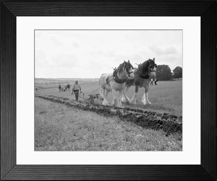 Framed Print : Ploughing with a team of Shire horses Framed Print : Ploughing with a team of Shire horses
