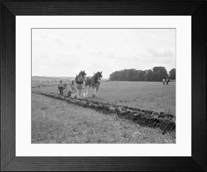 Framed Print : Ploughing with a team of Shire horses Framed Print : Ploughing with a team of Shire horses