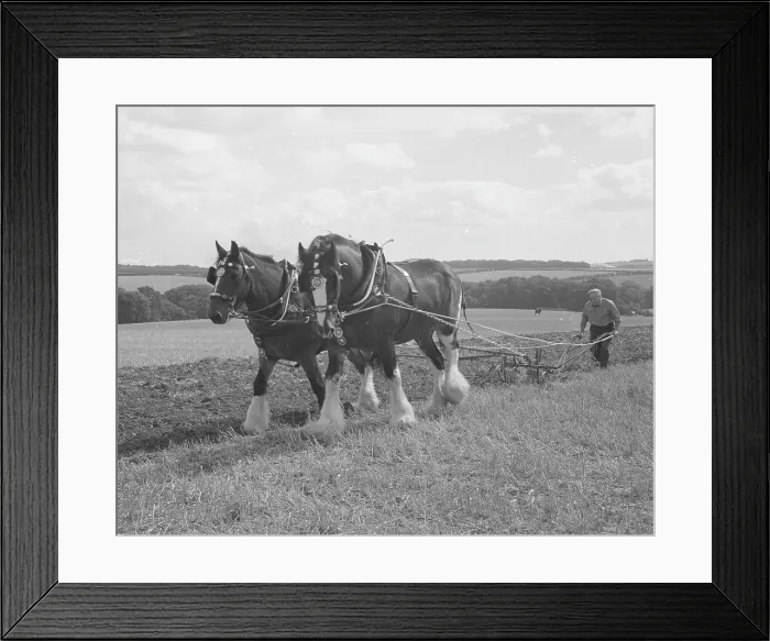 Framed Print : Ploughing with a team of Shire horses Framed Print : Ploughing with a team of Shire horses