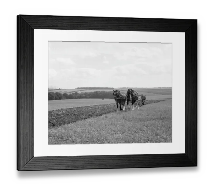 Framed Print : Ploughing with a team of Shire horses Framed Print : Ploughing with a team of Shire horses