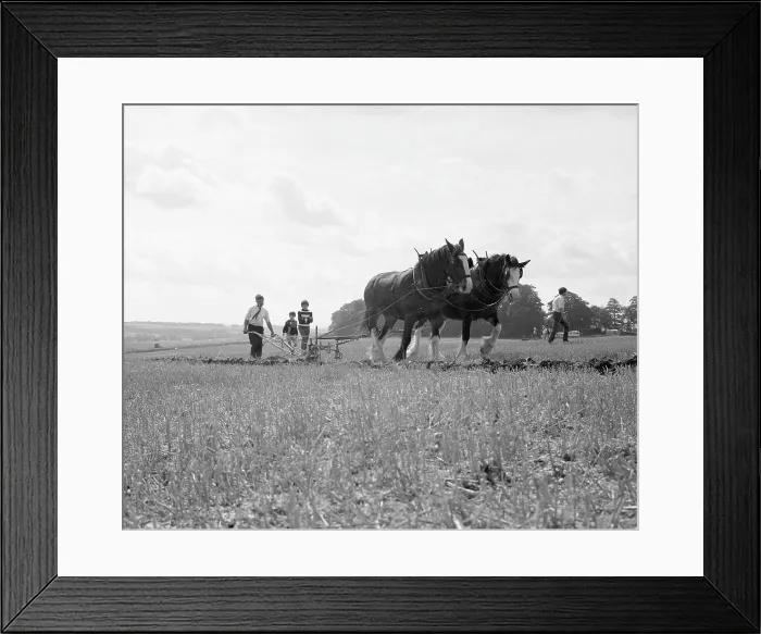 Framed Print : Ploughing with a team of Shire horses Framed Print : Ploughing with a team of Shire horses