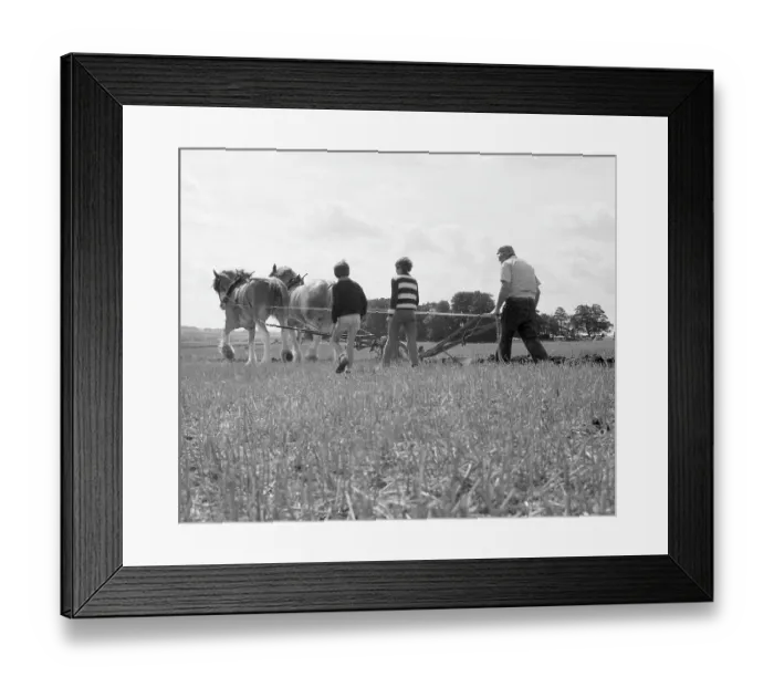 Framed Print : Ploughing with a team of Shire horses Framed Print : Ploughing with a team of Shire horses