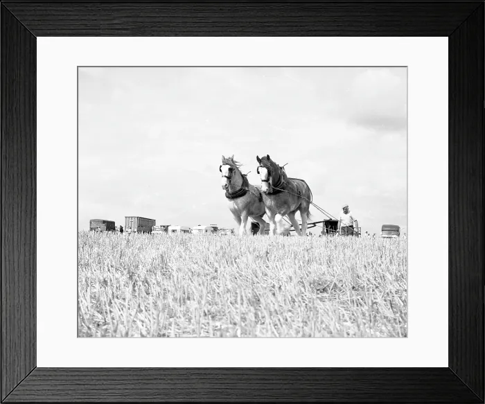 Framed Print : Ploughing with a team of Shire horses Framed Print : Ploughing with a team of Shire horses
