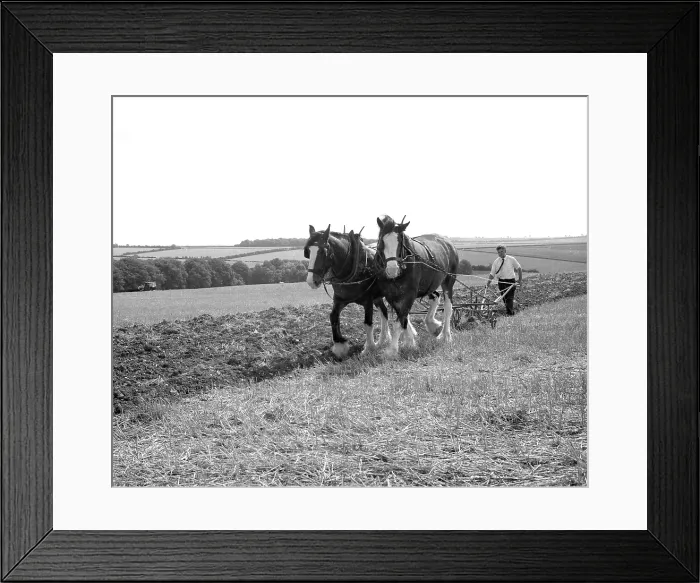 Framed Print : Ploughing with a team of Shire horses Framed Print : Ploughing with a team of Shire horses