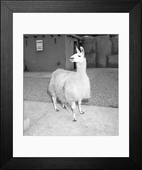 Framed Print : Llama (Lama glama) Date: circa 1955 Framed Print : Llama (Lama glama) Date: circa 1955