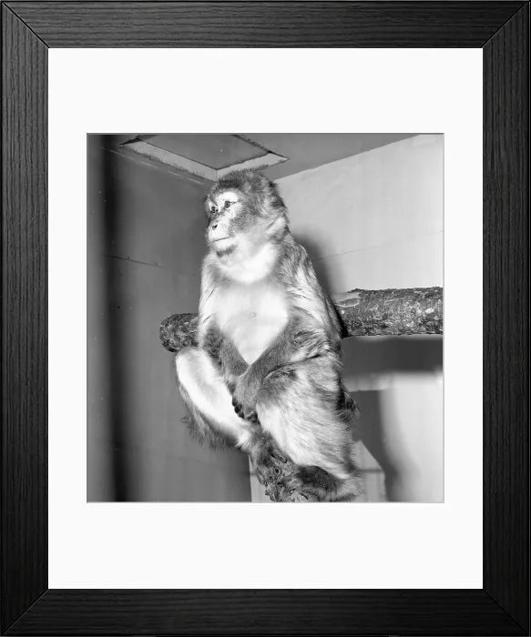 Framed Print : Macaque Date: circa 1955 Framed Print : Macaque Date: circa 1955