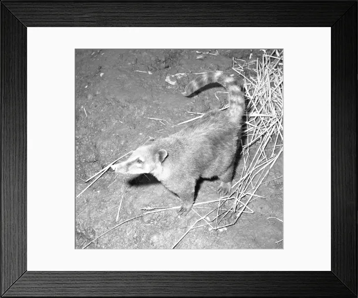 Framed Print : Coatimundi Framed Print : Coatimundi
