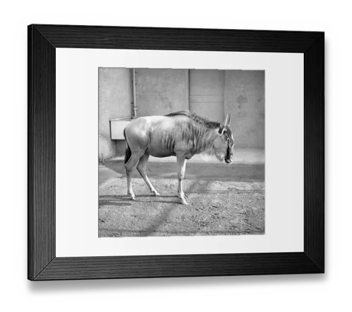 Framed Print : Wildebeest, also known as a Gnu Framed Print : Wildebeest, also known as a Gnu