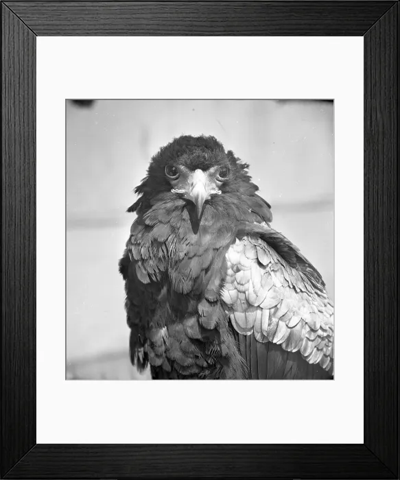 Framed Print : Bateleur eagle Framed Print : Bateleur eagle