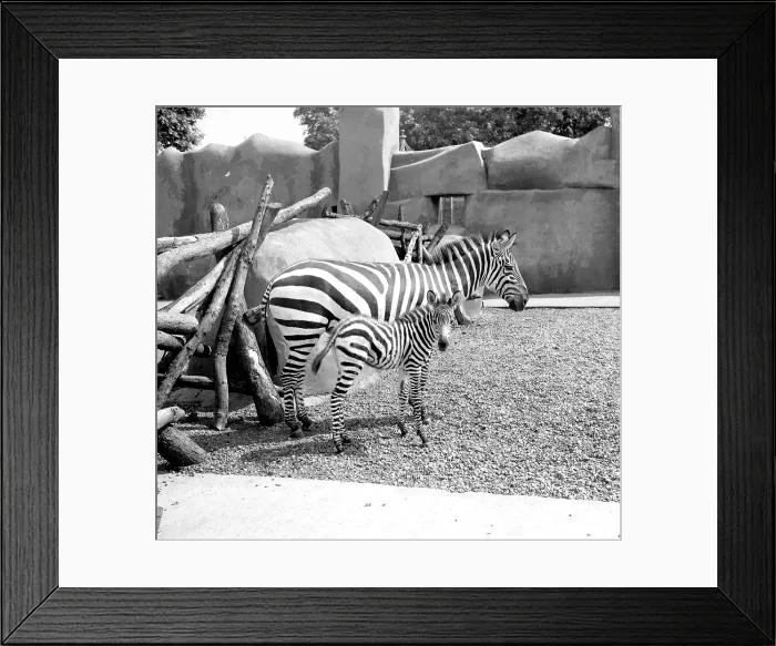 Framed Print : Zebras, mother and foal Framed Print : Zebras, mother and foal