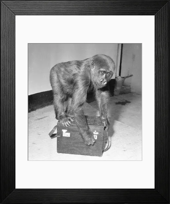 Framed Print : Lowland Gorilla juvenile Framed Print : Lowland Gorilla juvenile