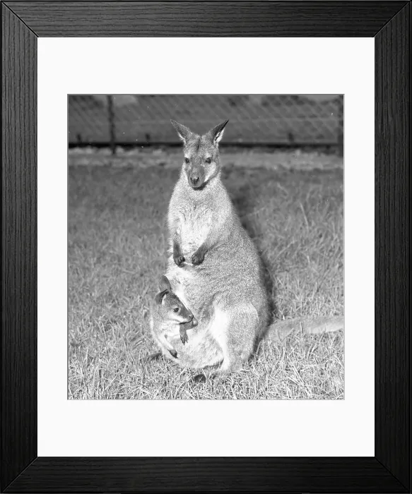 Framed Print : Wallaby with Joey Framed Print : Wallaby with Joey