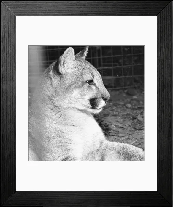 Framed Print : Mountain Lion, aka Cougar Framed Print : Mountain Lion, aka Cougar