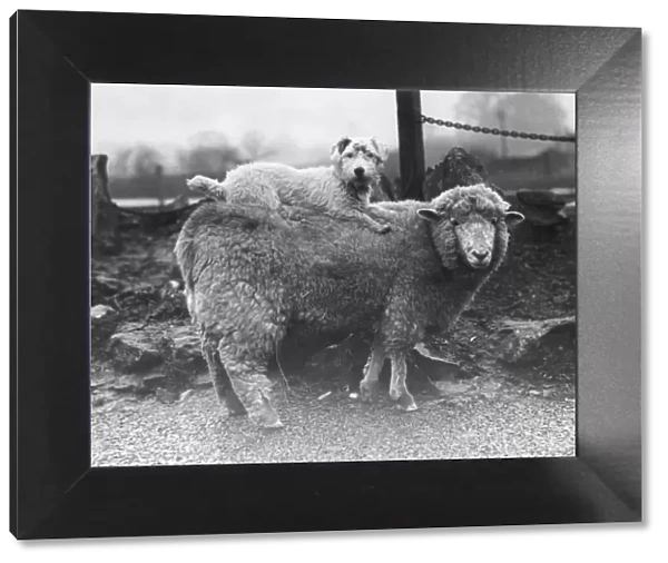 Sealyham Riding a Sheep