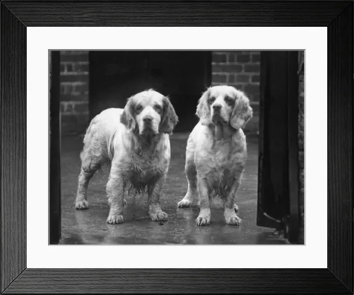 Framed Print : Fall / Clumber Spaniel / 36 Framed Print : Fall / Clumber Spaniel / 36