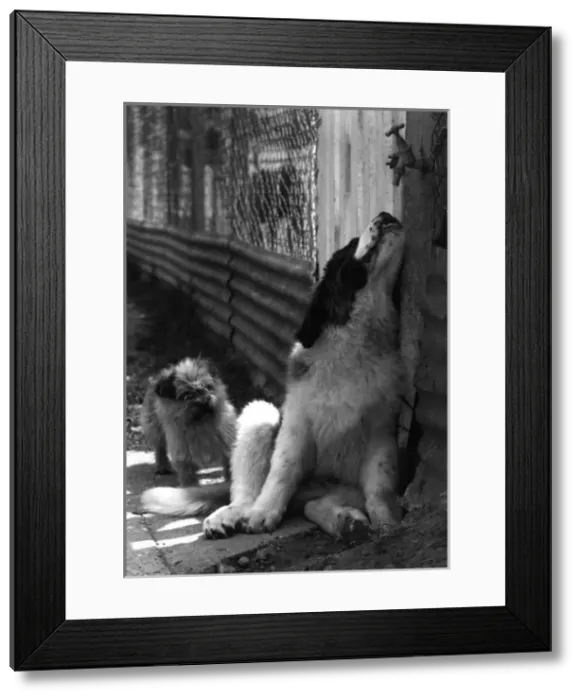 Framed Print : St Bernard drinking from a tap Framed Print : St Bernard drinking from a tap