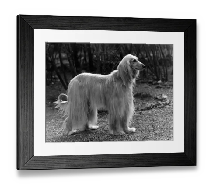 Framed Print : Afghan / Khorrasan / 1953 Framed Print : Afghan / Khorrasan / 1953