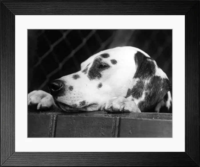 Framed Print : Dalmatian / Head Only / 1934 Framed Print : Dalmatian / Head Only / 1934