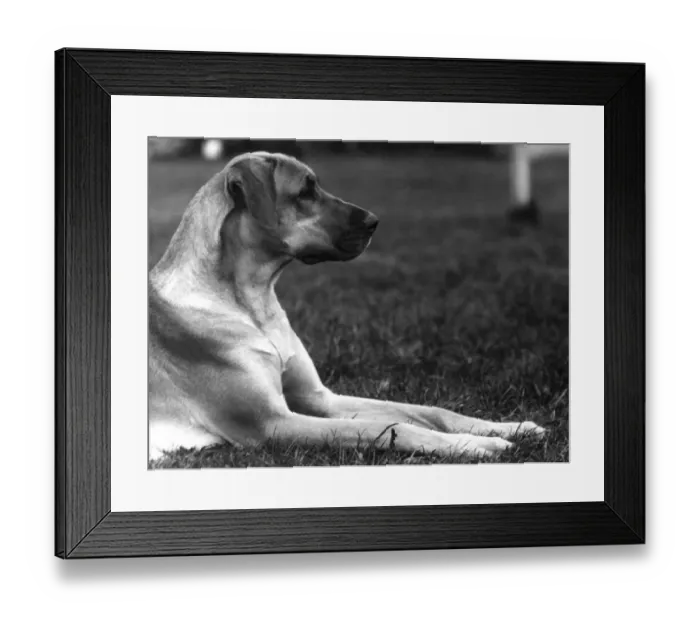 Framed Print : Fall / Great Dane / 1934 Framed Print : Fall / Great Dane / 1934