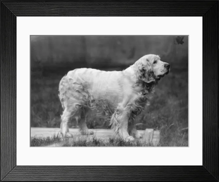 Framed Print : Fall / Clumber Spaniels / 27 Framed Print : Fall / Clumber Spaniels / 27